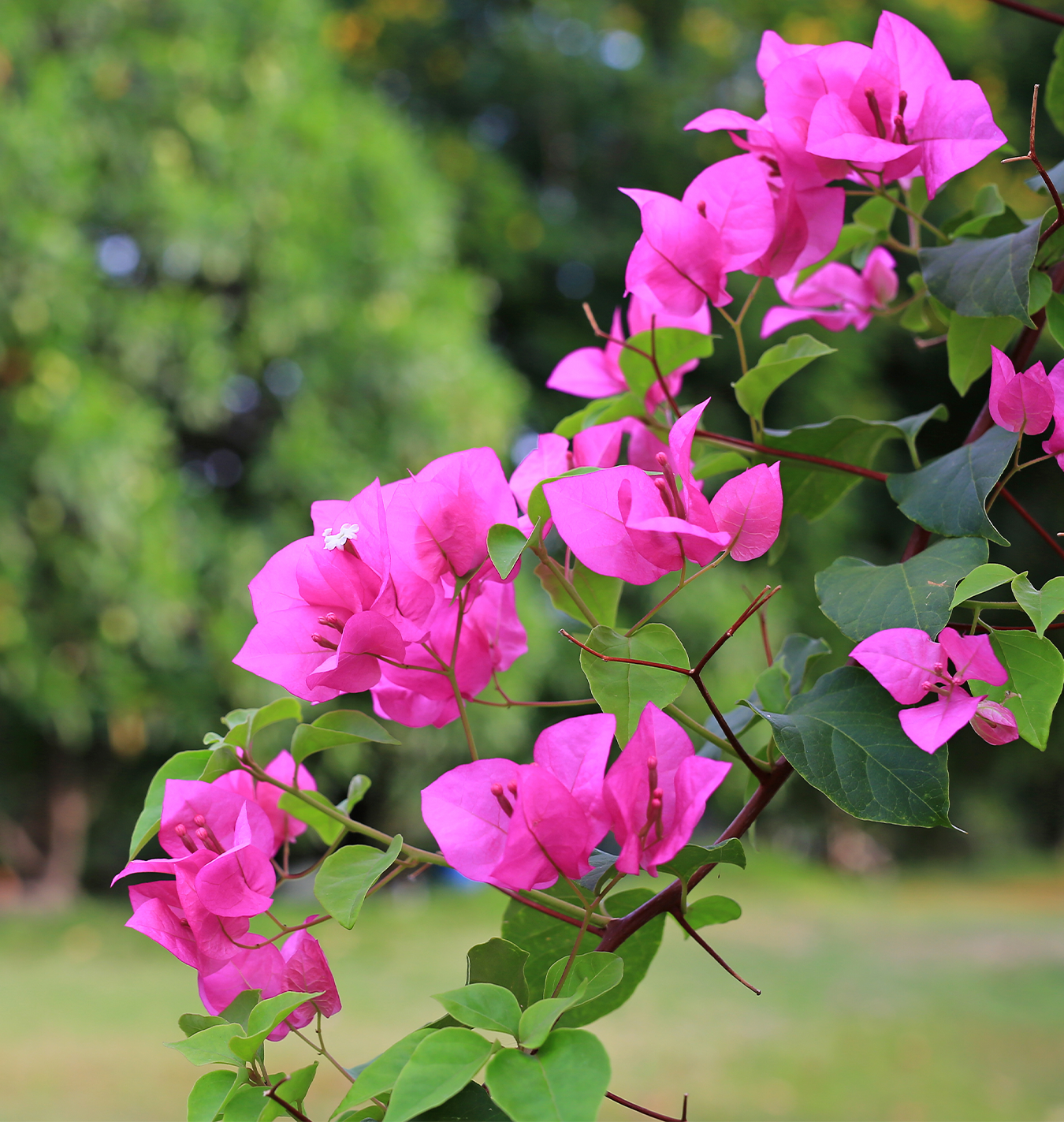 caring for bougainvilleas