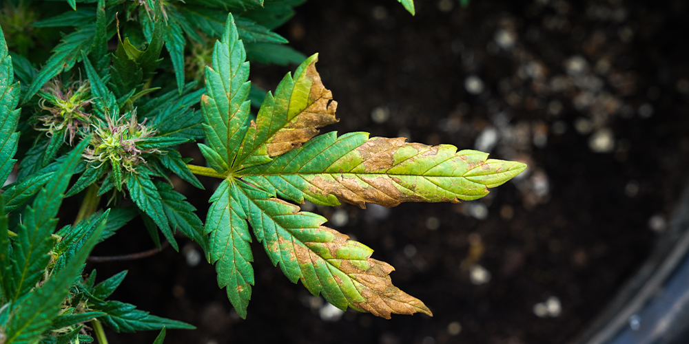 cannabis plant nutrient deficiencies