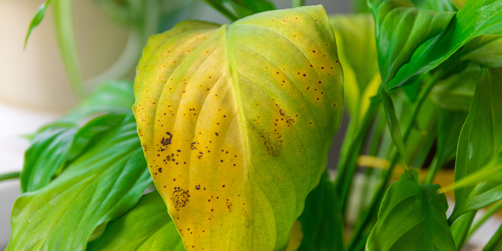 Common Houseplant Pests sherwood park salisbury greenhouse