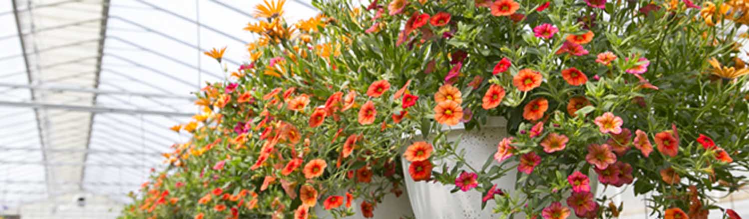 Orange and red themed hanging baskets in greenhouse | Salisbury Greenhouse - St. Albert, Sherwood Park