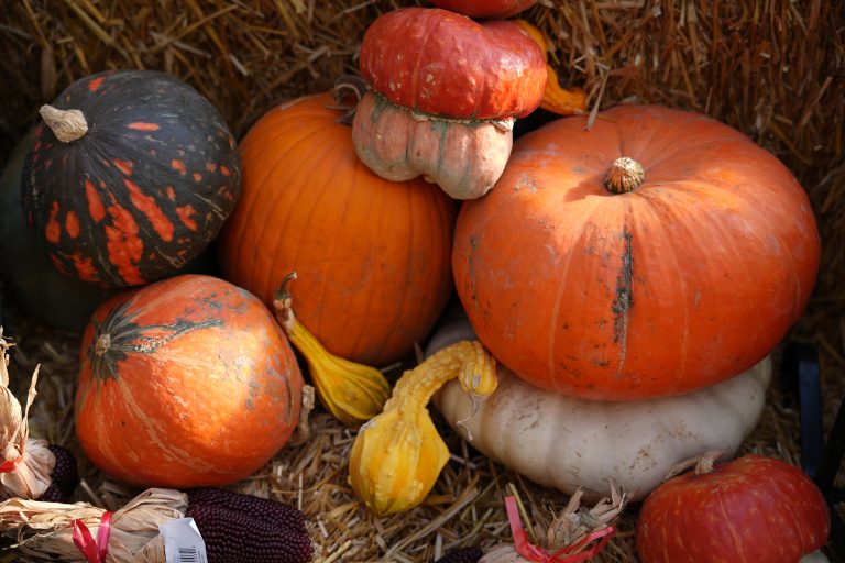 Pumpkins | Salisbury Greenhouse - Sherwood Park, St. Albert