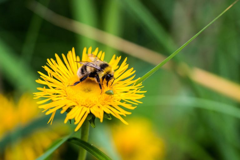 Bee on Dandelion | Salisbury Greenhouse, St. Albert, Sherwood Park