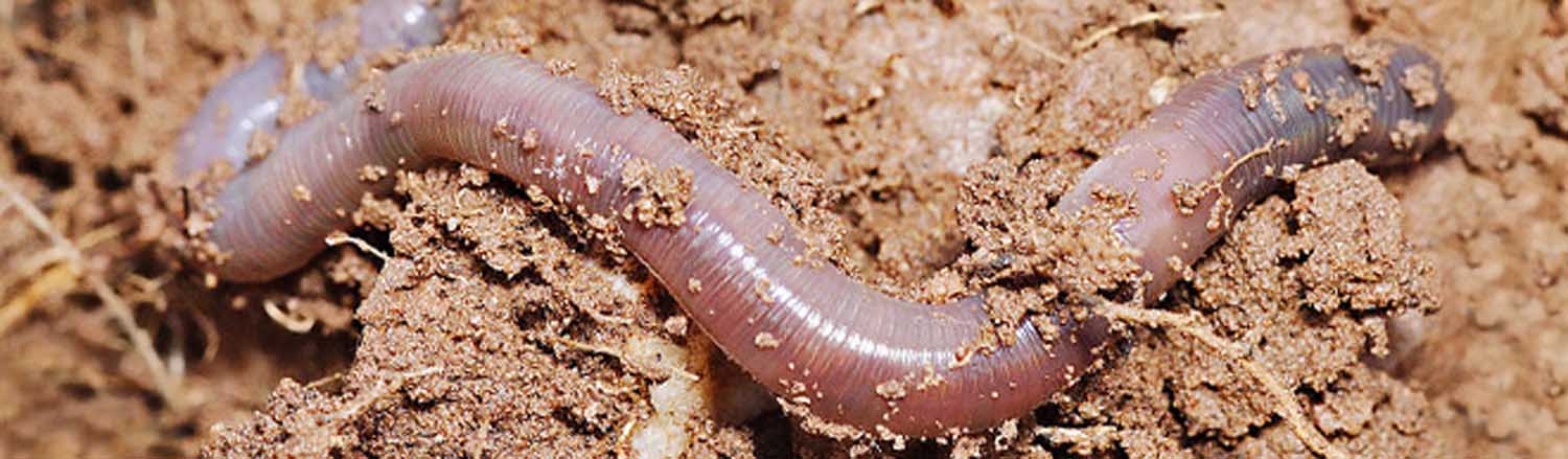 Earthworm closeup | Salisbury Greenhouse - St. Albert, Sherwood Park