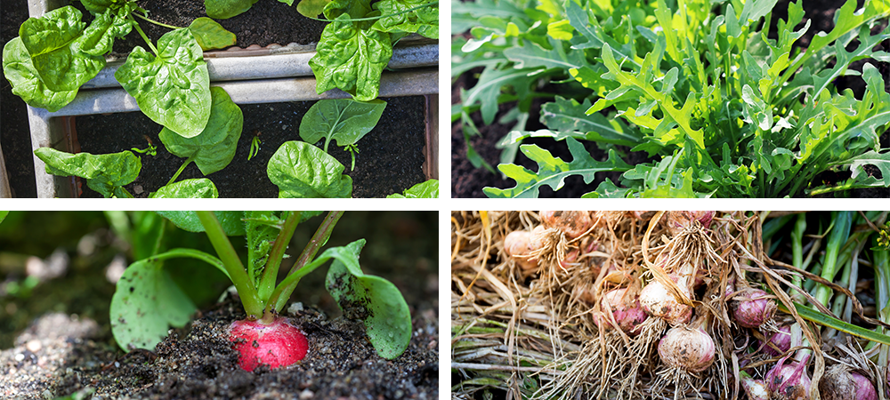 fall planting guide fall vegetables