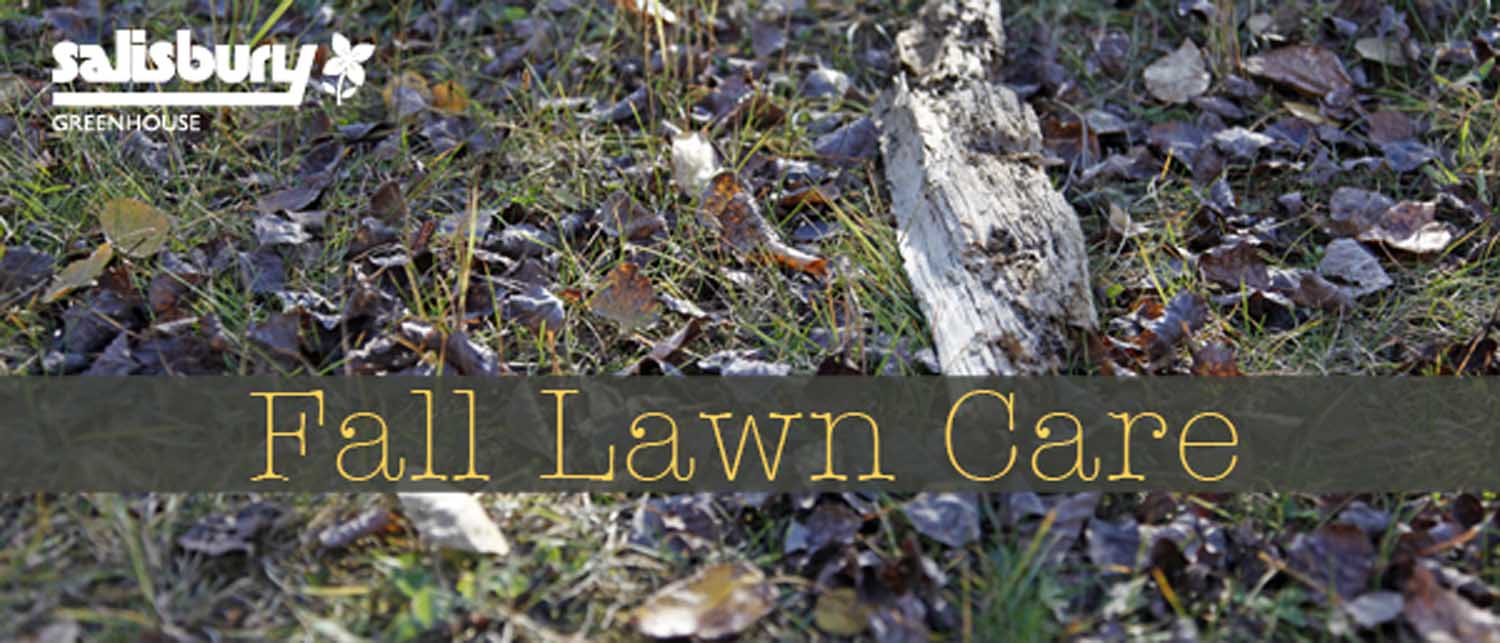 Fall Lawn Care text over brown fallen leaves | Salisbury Greenhouse - St. Albert, Sherwood Park