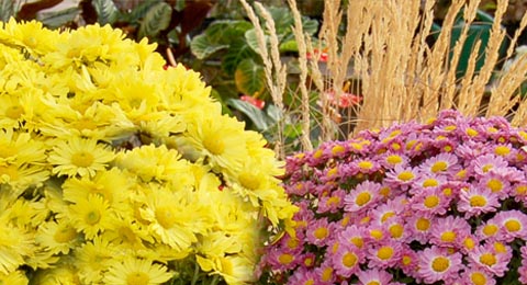 Fall Mums, Yellow, Red | Salisbury Greenhouse - St Albert, Sherwood Park