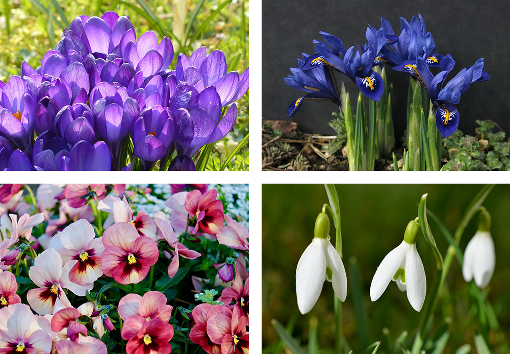 crocus, miniature iris, pansies, and snowdrops