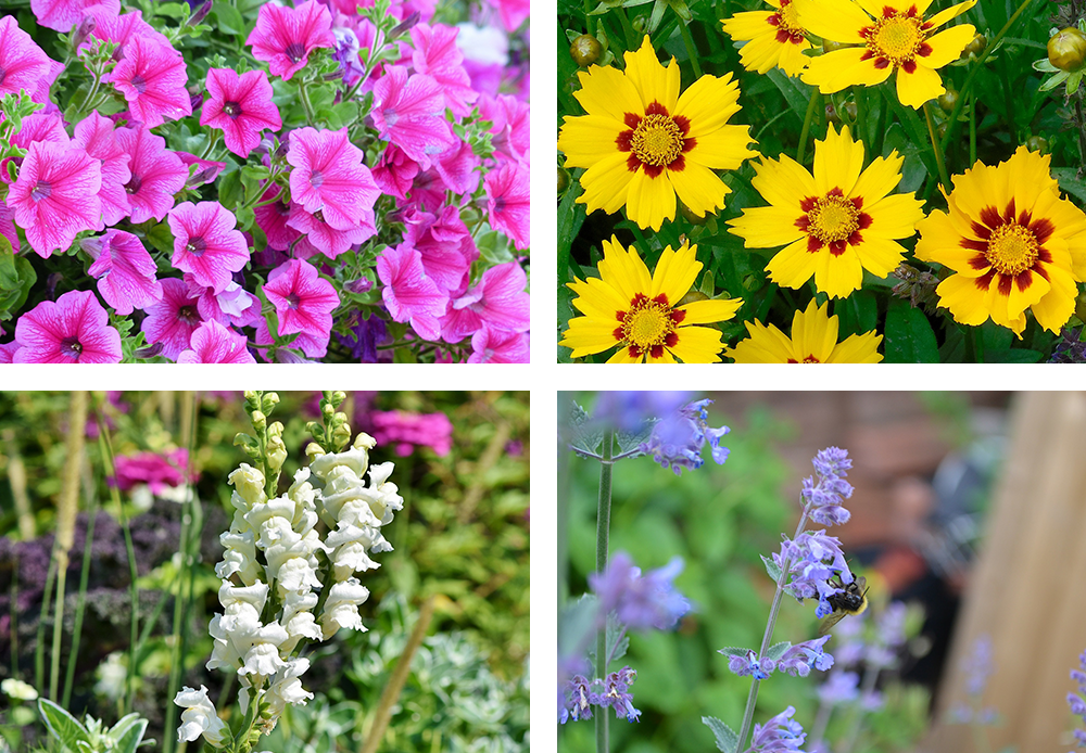 petunia, Coreopsis, snapdragon, and catmint