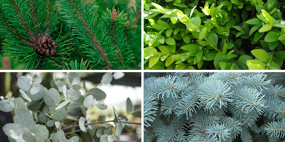 types of christmas greenery pine boxwood spruce eucalyptus