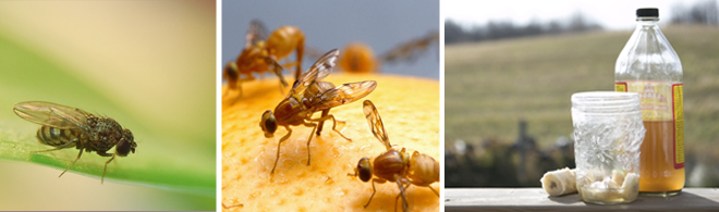 3 different images of fruit flies | Salisbury Greenhouse - St. Albert, Sherwood Park