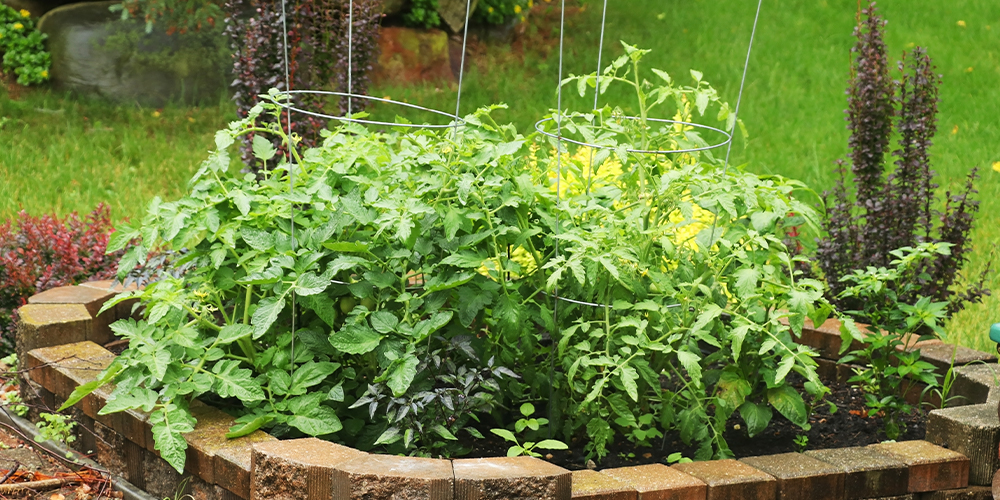grow your own vegetables