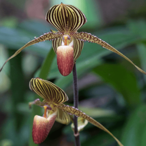gold of kinabalu orchid salisbury floral studio