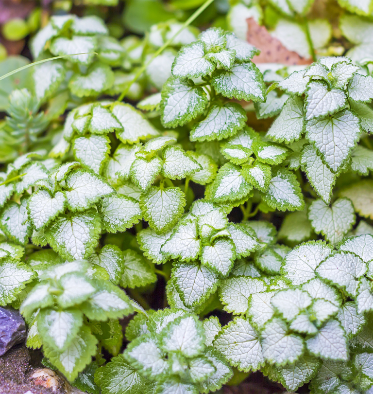 8 Great Groundcovers for Zone 3 Gardens Salisbury Greenhouse Blog