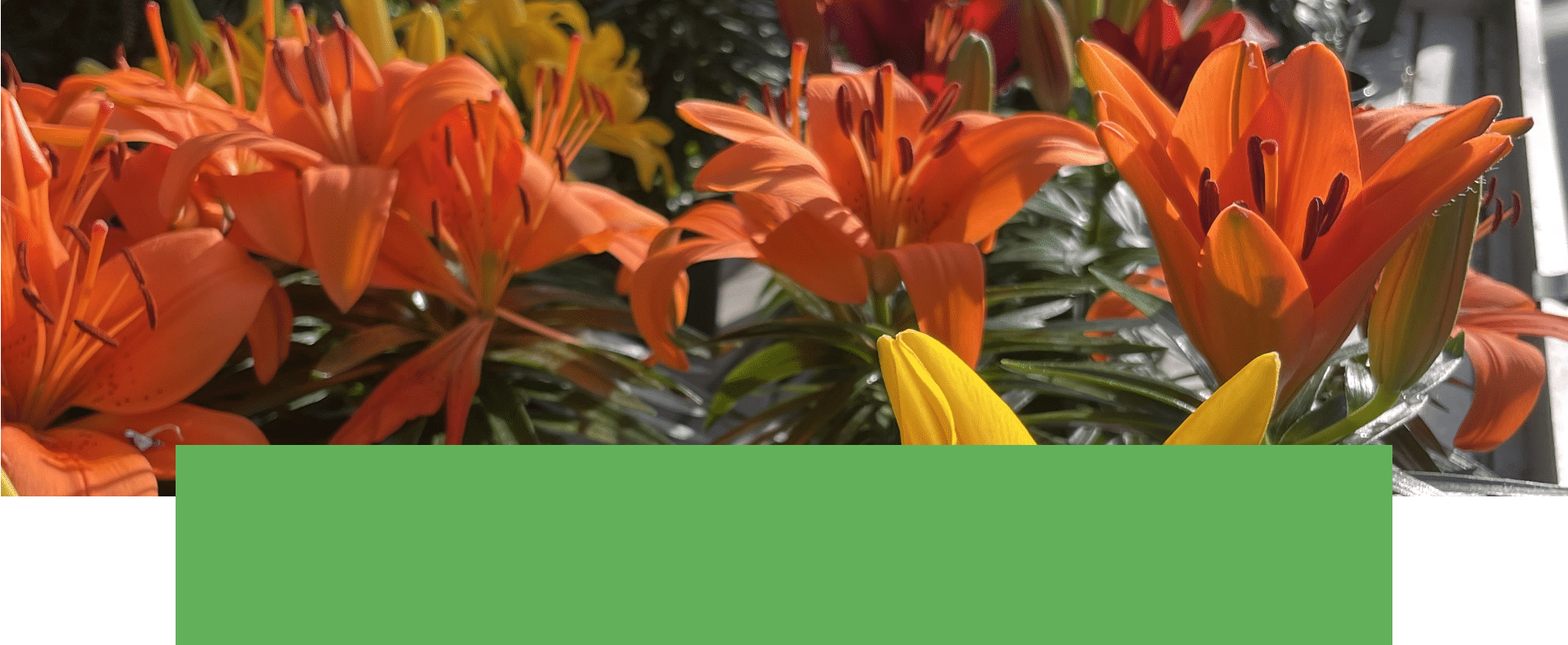 Salisbury Greenhouse | Sherwood Park, St. Albert | Asiatic Lilies | One Day Deal May 7, 2025