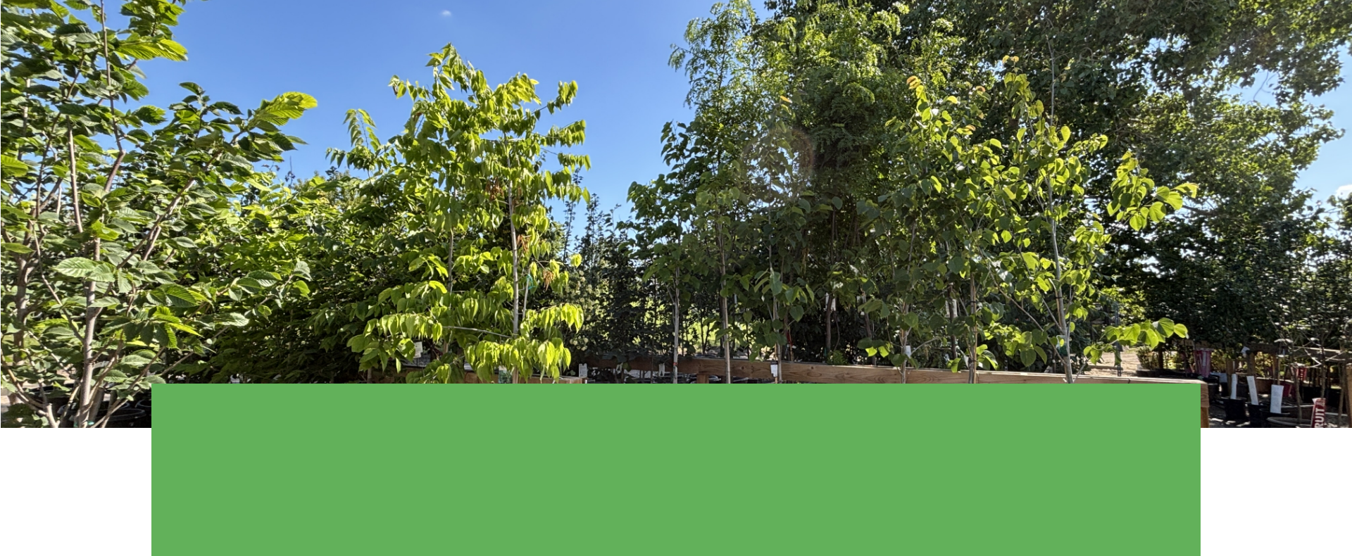 Salisbury Greenhouse | Sherwood Park, St. Albert | ShadeTrees | One Day Deal July 16, 2025