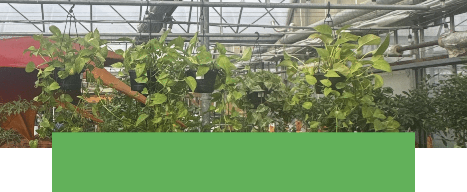 Salisbury Greenhouse | Sherwood Park, St. Albert | Tropical Hanging Baskets | One Day Deal October 8, 2025