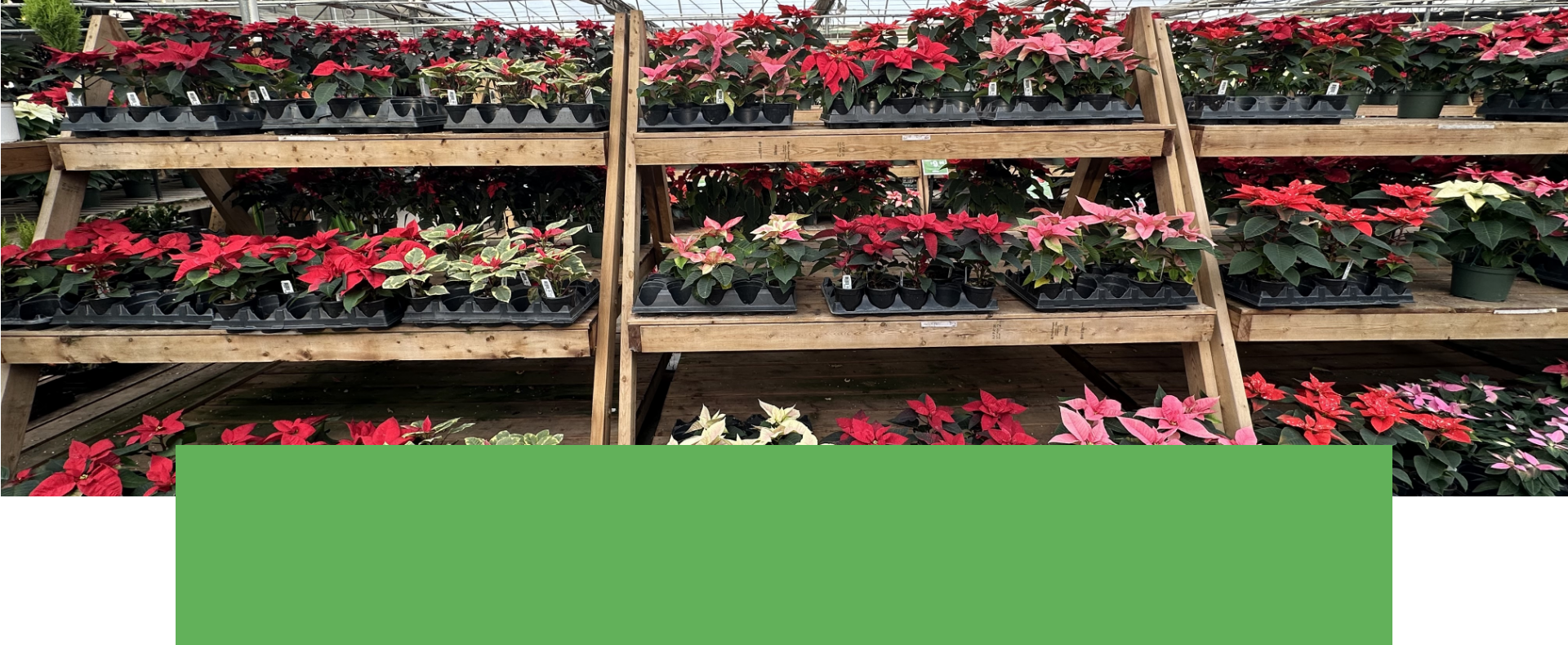 Salisbury Greenhouse | Sherwood Park, St. Albert | Potted Poinsettias | One Day Deal December 17