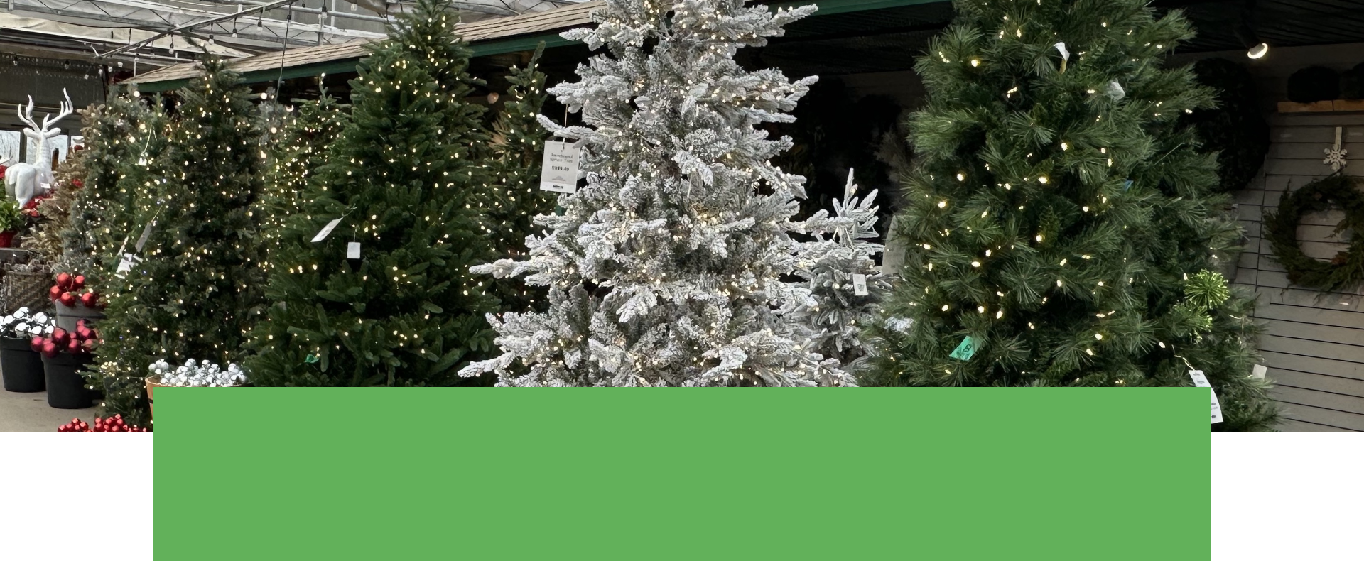 Salisbury Greenhouse - Sherwood Park, St. Albert | Artificial Christmas Trees