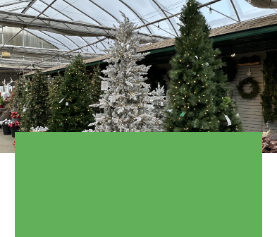 Salisbury Greenhouse - Sherwood Park, St. Albert | Artificial Christmas Trees