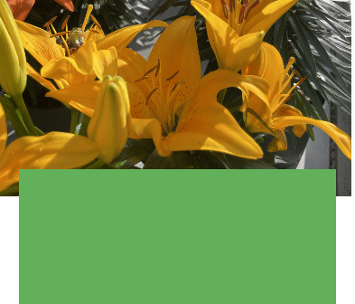 Salisbury Greenhouse | Sherwood Park, St. Albert | Asiatic Lilies | One Day Deal May 7, 2025