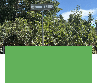 Salisbury Greenhouse | Sherwood Park, St. Albert | Hardy Fruit Trees | One Day Deal July 9, 2025