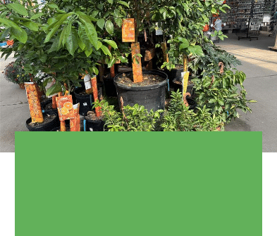 Salisbury Greenhouse | Sherwood Park, St. Albert | Citrus | One Day Deal September 10, 2025