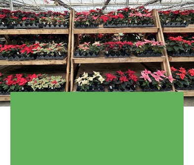 Salisbury Greenhouse | Sherwood Park, St. Albert | Potted Poinsettias | One Day Deal December 17
