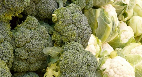 Broccoli Caulflower | Salisbury Greenhouse, Sherwood Park, St. Albert
