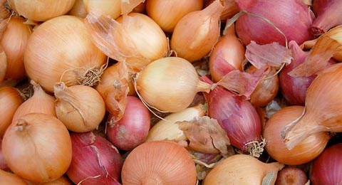 Onions | Salisbury Greenhouse - St. Albert, Sherwood Park