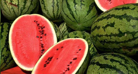 Watermelon | Salisbury Greenhouse - St. Albert, Sherwood Park