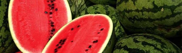 Growing Watermelon from Seed - Salisbury Greenhouse - Blog