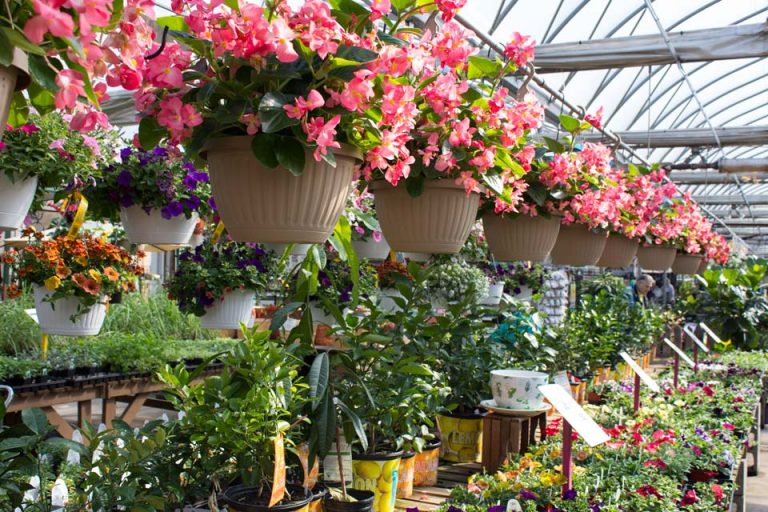 Hanging Baskets by the many, hanging in Salisbury's Greenhouse.