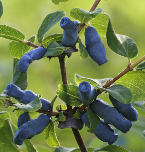 Haskap Berries header Salisbury Greenhouse