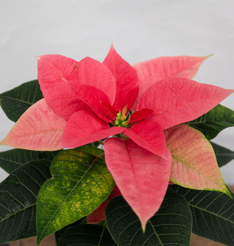 Growing Guides 101 - Salisbury Greenhouse