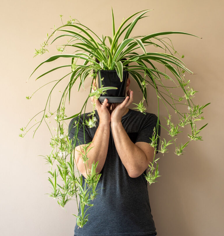 5 Indoor Plants with Better Personalities Than Your Ex