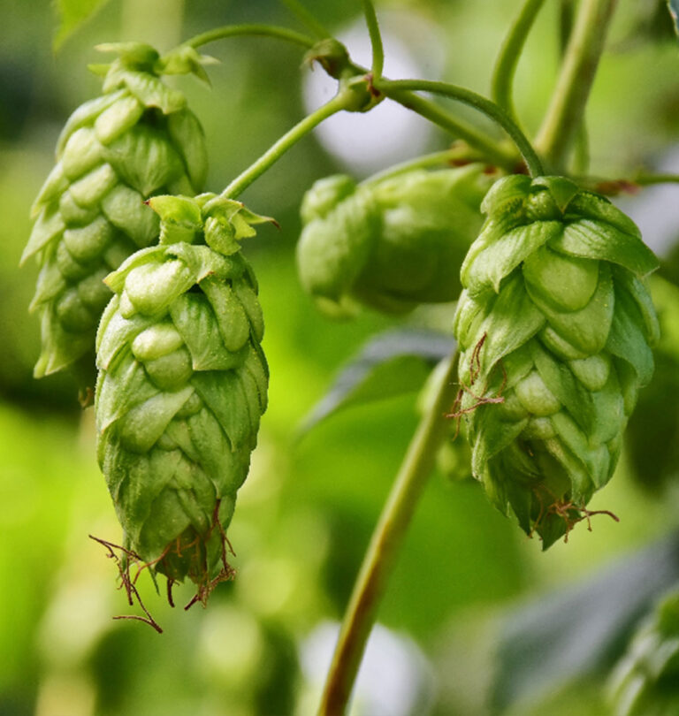 Beer from the Garden