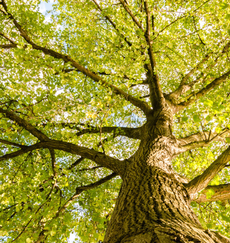 The Benefits of Big Trees
