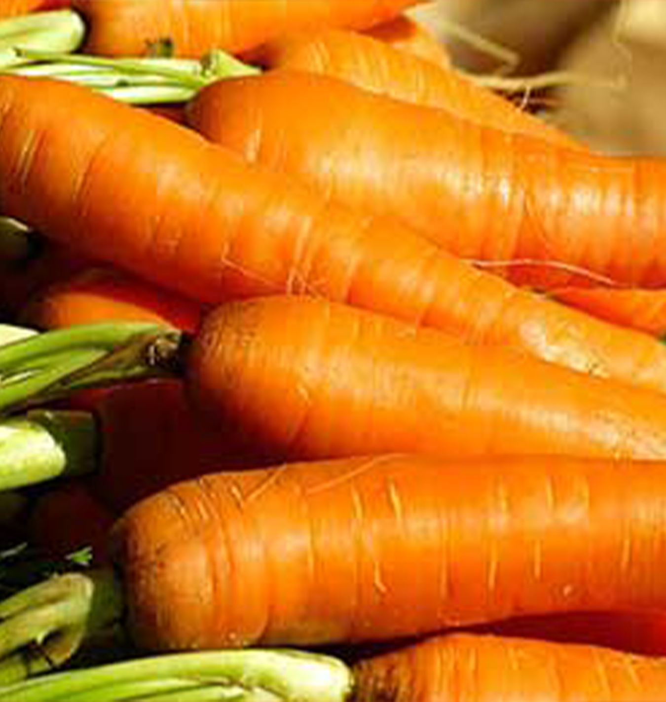 Growing Bugs Bunny Sized Carrots