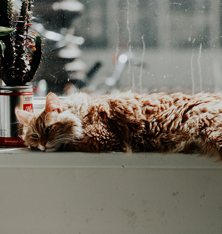 Cats and Houseplants: What You Need to Know