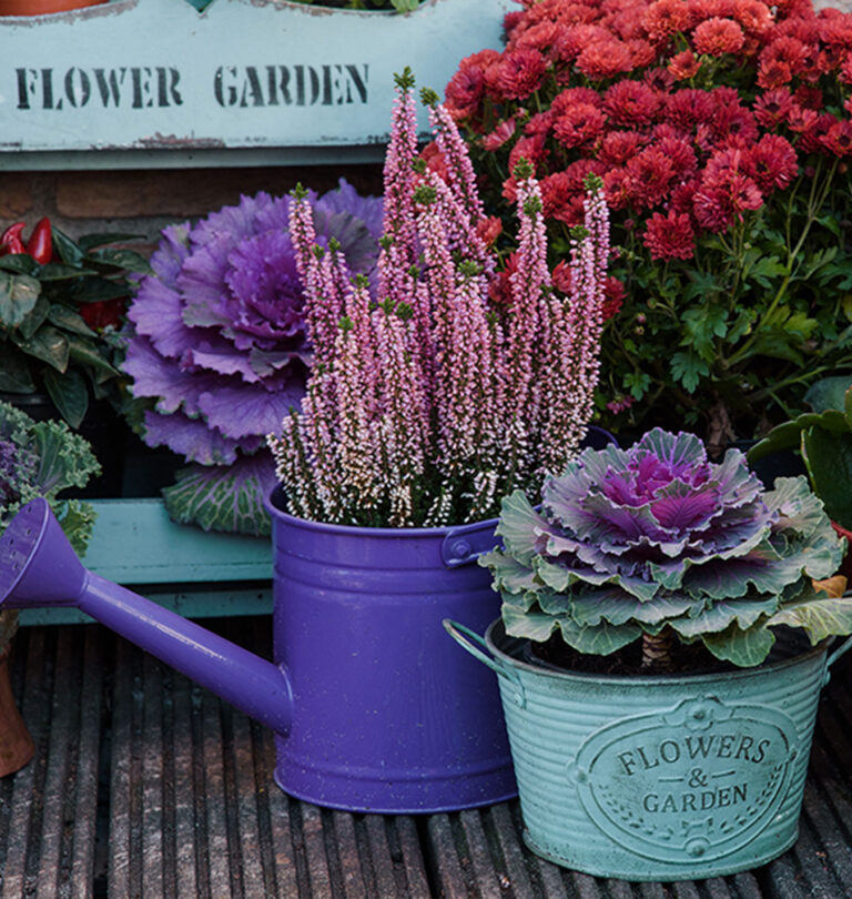 The Colours of Autumn