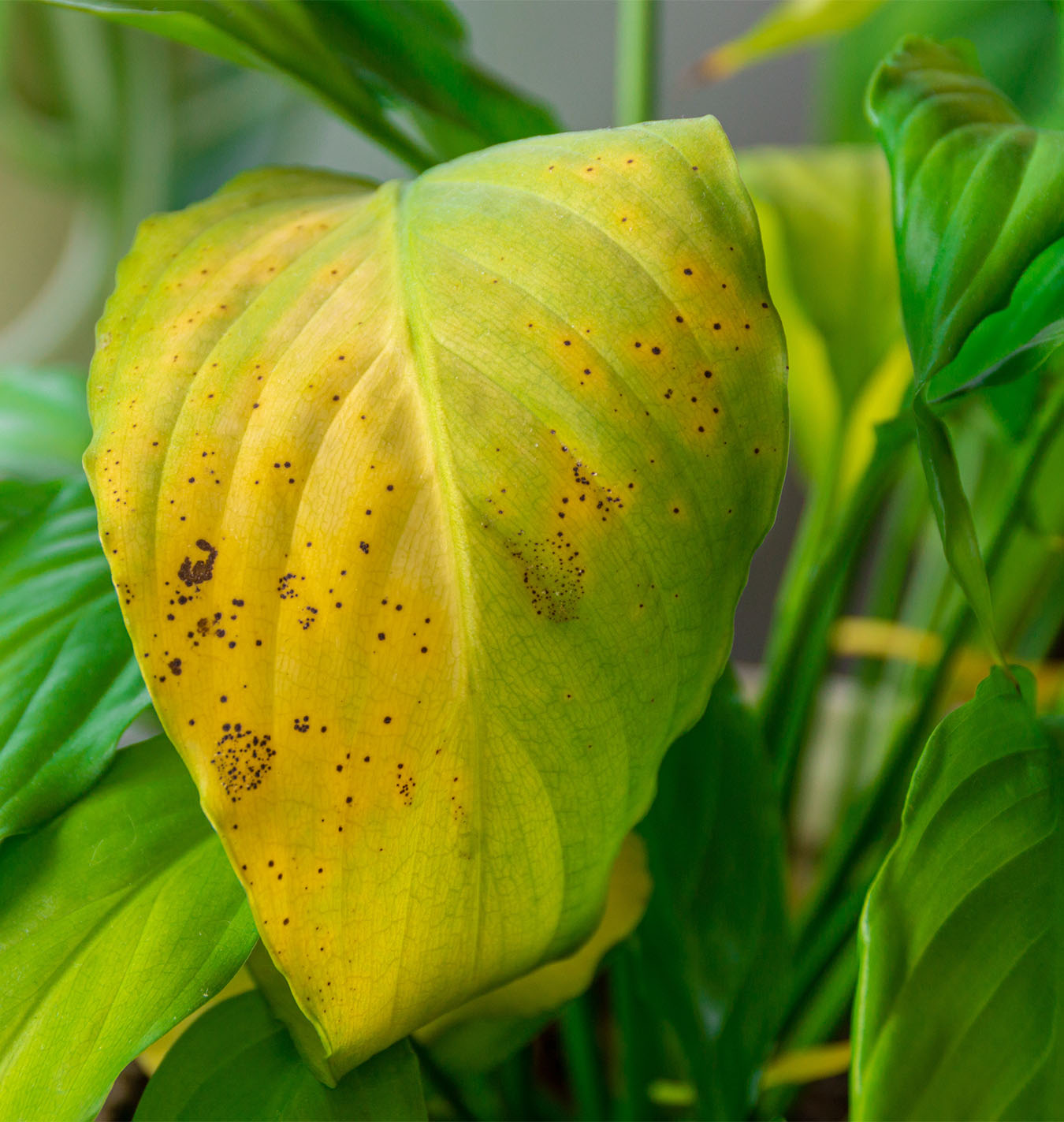 How to Spot 6 Common Houseplant Pests and Safely Kill Them