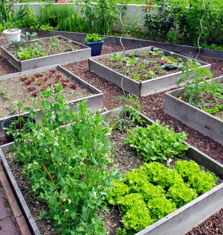 Crop Rotation In the Garden