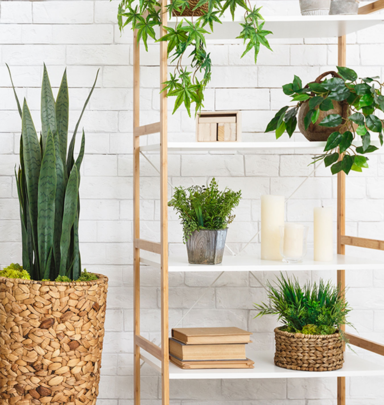 Top 5 Plant Styling Trends