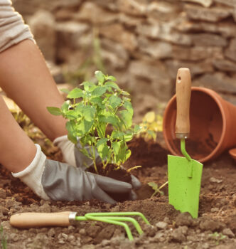 Header-Second Year Gardening Tips