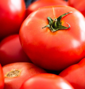 Training Tomatoes: How to Run a Sugar Factory