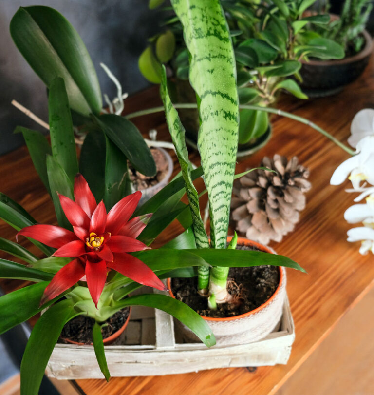 Various low-light houseplants sitting on a table | Salisbury Greenhouse, Sherwood Park, St. Albert