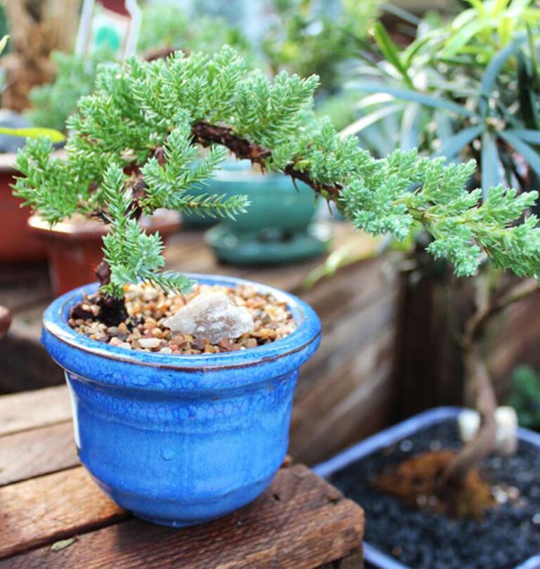 Bonsai Tree | Salisbury Greenhouse - Sherwood Park, St. Albert
