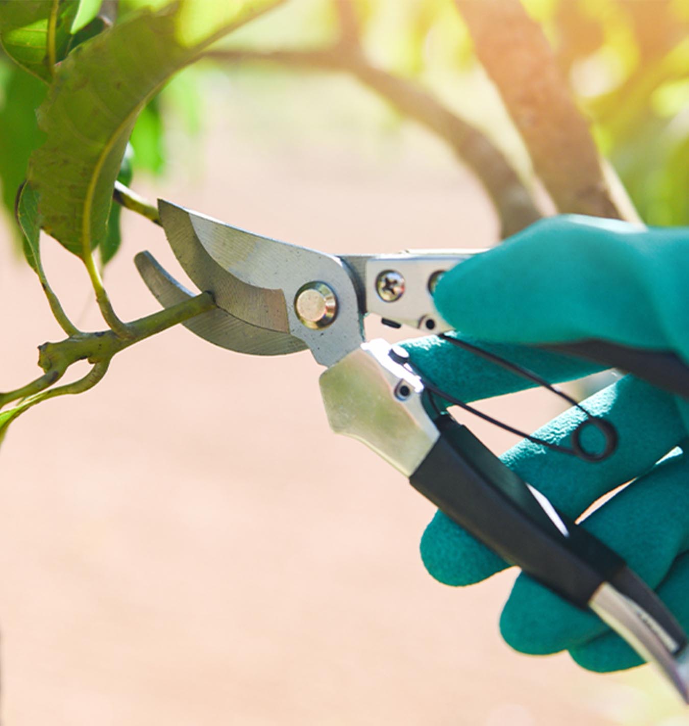 Gloved hand pruning tree | Salisbury Greenhouse, Sherwood Park, St. Albert