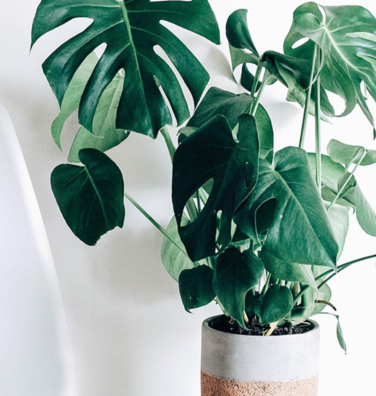 True Low Light Houseplants | Salisbury Greenhouse