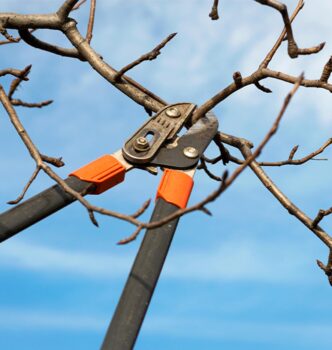 Header-_0090_Mastering Spring Pruning feature sherwood park salisbury greenhouse